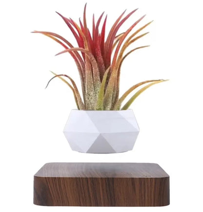 Magnetic Floating Planter with Levitating Air Plant, Geometric White Pot and Dark Wood Base