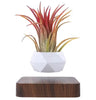 Magnetic Floating Planter with Levitating Air Plant, Geometric White Pot and Dark Wood Base