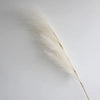 Transform your space with our Fluffy Tall Pampas Grass! Perfect for Boho vibes, bedroom decor, and unforgettable weddings or Christmas parties! 🌾✨ #HomeDecor #BohoStyle